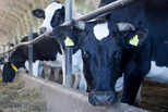 Специалисты напоминают меры профилактики лейкоза крупного рогатого скота