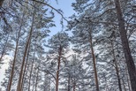 В приоритете очистка засохших деревьев вдоль лесных троп для прогулок