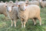 Ветеринарные врачи рассказали каменцам об опасности оспы овец и коз