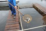 Денис Паслер направил на развитие рыбоводства Свердловской области более 30 миллионов рублей