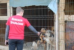 Молодежь УАЗа поддержит каменский приют для бездомных животных