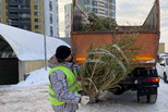 ЕМУП «Спецавтобаза» переработало больше 5 тысяч новогодних деревьев свердловчан.