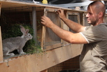 Можно ли содержать птицу и кроликов на участках, расположенных на территории садовых некоммерческих товариществ?