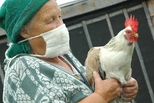 Птичий грипп: будьте бдительны