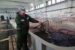 Порядка 750 тысяч мальков сазана вырастили для уральских водоёмов в Екатеринбурге