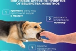 Укусила собака или любое другое непривитое от бешенства животное, что делать?