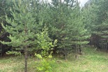 Специалисты восстановят более 30 тысяч гектаров уральских лесов в этом году