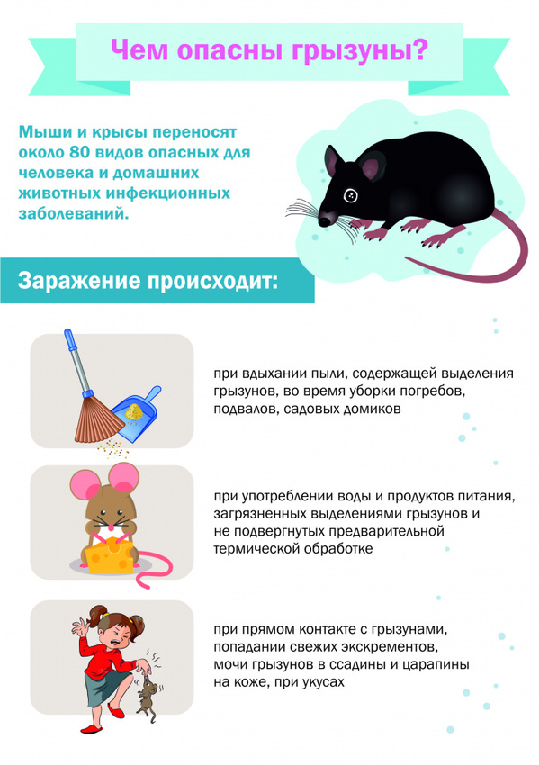 Грызуны опасны