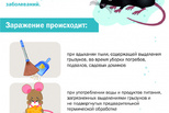 Грызуны опасны
