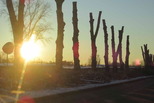 В Каменске завершили омолаживающую обрезку крон деревьев
