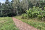 Городские леса: контроль постоянный