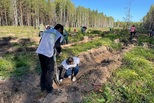 Более 105 тысяч деревьев высадят участники акции «Сохраним лес» в Свердловской области в 2023 году