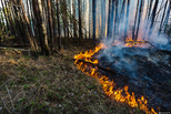 За выходные в лесах Свердловской области было потушено более 30 лесных пожаров