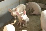 Африканская чума свиней. Соблюдайте правила безопасности
