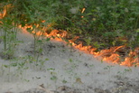 Тополиный пух – источник пожарной опасности!