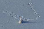 Оставшиеся на водоемах Свердловской области лебеди не нуждаются в спасении и отлове