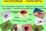 Топ-5 опасных насекомых и членистоногих, которые встречаются в России