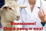 Не допустить оспы овец и коз