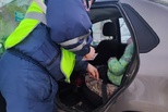 Госавтоинспекция Каменска-Уральского продолжает контроль за соблюдением взрослых правил перевозки детей-пассажиров