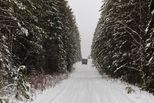 Жители Свердловской области могут срубить новогоднюю ель за две недели до праздника