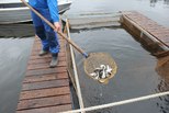 Почти десять тысяч штук молоди ценных видов рыб выпустили в уральский водоём