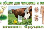 Бруцеллез опасен