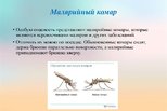 Малярийные комары живут в водоемах