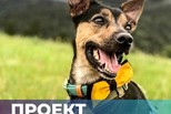 Проект «Желтая лента» или «Желтая собака». Что это такое?