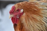 Более 145 тысяч птиц вакцинированы против высокопатогенного гриппа в личных подсобных хозяйствах уральцев